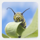 Search for cute caterpillar stickers Butterfly