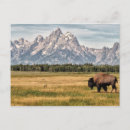 Search for jackson cards Buffalo