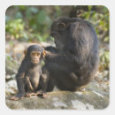 Search for concentration stickers Wildlife