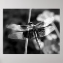 Search for black widow posters Nature