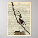 Search for black widow spider art Nature