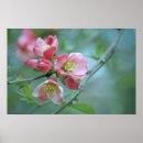 Search for apple blossoms posters Outdoors