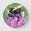 Search for bumblebee clocks Flowers
