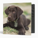 Search for lab binders Puppy