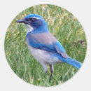 Search for blue jay stickers Pretty