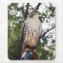 Search for red tails electronics Red tailed hawk