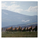 Recherche de troupeau carreaux Animal