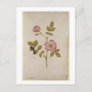 Search for rosas postcards Flowers