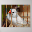 Search for finches posters Zebra finch