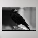 Search for quoth posters Black