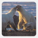 Search for ice pack stickers Bear