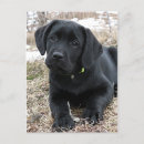 Recherche de black puppy cartes postales Labrador