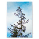 Recherche de aigle chauve posters Nature