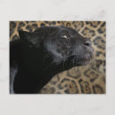 Search for black leopard postcards Animal