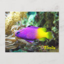 Search for fish postcards Florida