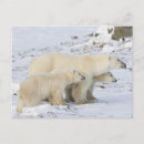 Recherche de manitoba cartes postales Ours polaire