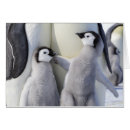 Recherche de humour de poussin cartes postales Animal