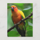 Search for conure postcards Tropical