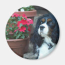 Recherche de cavalier magnets Fleurs