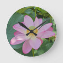 Recherche de lotus horloges Plante aquatique