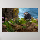 Search for atlantic puffin posters Iceland