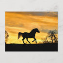 Search for horse sunset postcards Equine