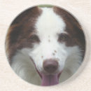 Search for collie coasters Border collie puppy