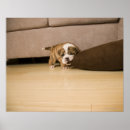 Search for bite posters Dog