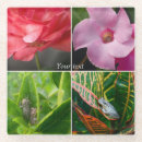 Recherche de grenouille dessous de verres Amphibien