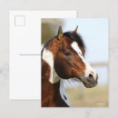 Recherche de étalon cartes postales Animal