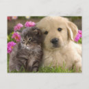 Recherche de chat rose cartes postales Pour eux
