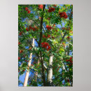 Recherche de rosier art Nature