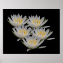 Recherche de lotus flower posters Water lily