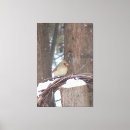 Search for female cardinal art Nature