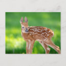 Search for fawn postcards Wildlife