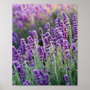 Search for luscious posters Nature