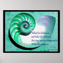 Search for nautilus shells posters Beach