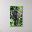 Recherche de copie de loup Faune
