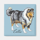 Recherche de colley magnets Collie