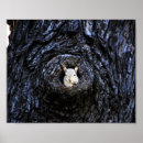 Search for wildlife photography posters Squirrel