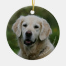 Search for flat coated retriever ornaments Canine photographer