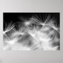 Search for dandelion blowing posters Delicate