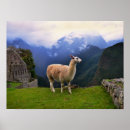 Search for camelid posters Peru