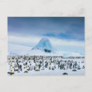 Search for antarctica postcards Snow hill island