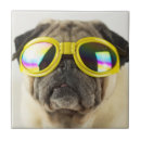 Recherche de de carlin carreaux Chien