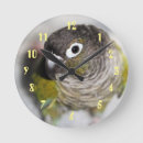 Search for conures photography Pet
