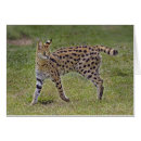 Recherche de serval cartes postales Faune