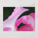 Search for flower petals postcards Blossom