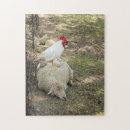 Search for chicken puzzles Photography