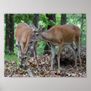 Recherche de cerf virginie posters Bois